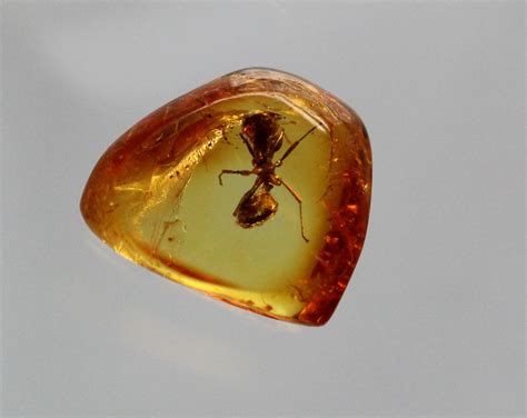 amber fossil pictures.